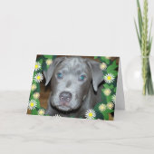 Labrabull Puppy met bloemen / foto van Pet Dog Kaart (Voorkant)