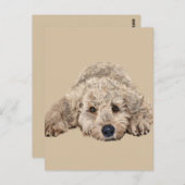 Labradoodle Briefkaart (Voorkant / Achterkant)