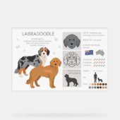 Labradoodle chien mélange (Recto)