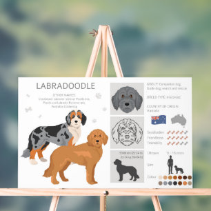 Labradoodle chien mélange