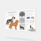 Labradoodle chien mélange (Angle)