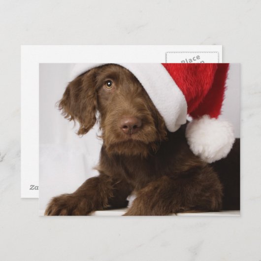 Labradoodle die een pet van de Kerstman dragen Feestdagenkaart (Voorkant / Achterkant)