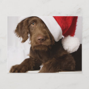 Labradoodle die een pet van de Kerstman dragen Feestdagenkaart