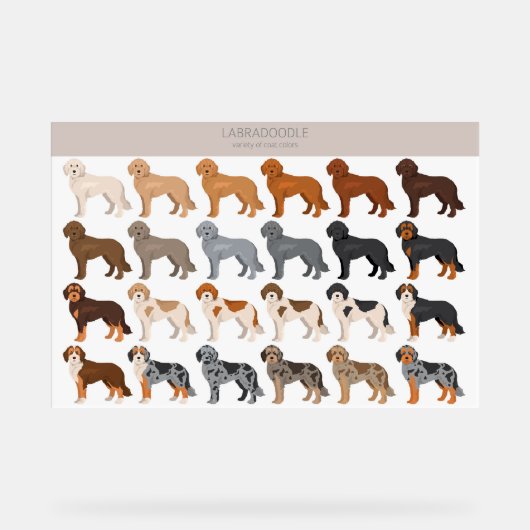 Labradoodle dog mix acryl bord (Voorkant)