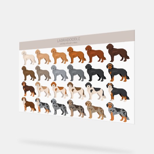 Labradoodle dog mix acryl bord (Hoek)