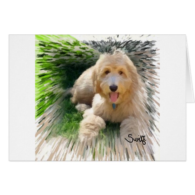 Labradoodle Goldendoodle (Devant horizontal)