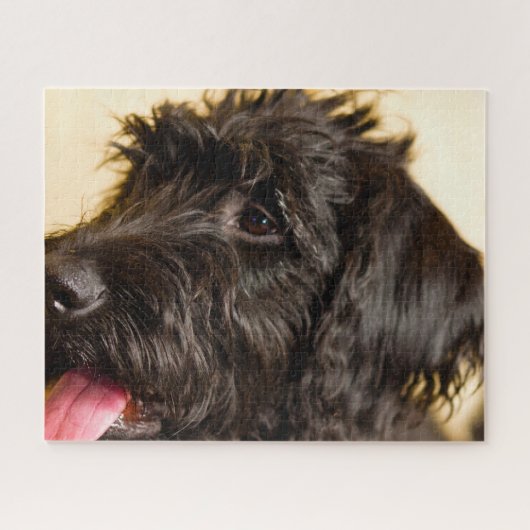 Labradoodle hond. legpuzzel (Horizontaal)