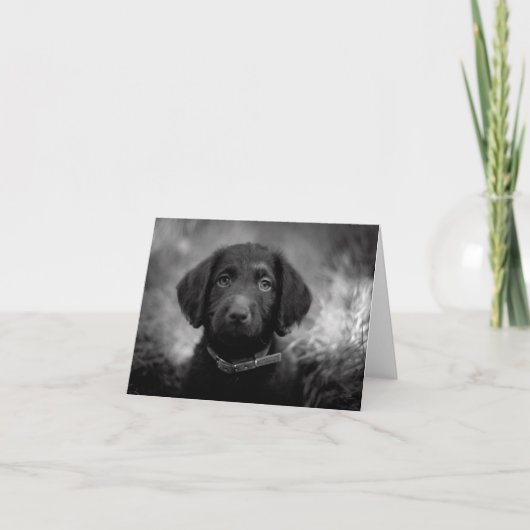 Labradoodle in B&W Notecard Kaart (Voorkant)