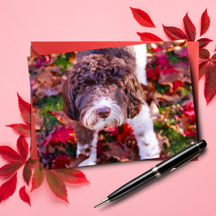 Labradoodle in het najaar kaart