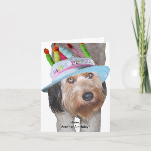 Labradoodle in het Pet Kaart