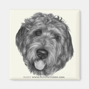 Labradoodle Magneet
