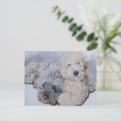 Labradoodles deux cartes postales (Debout devant)