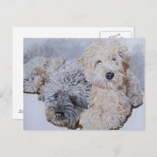 Labradoodles deux cartes postales (Devant / Derrière)