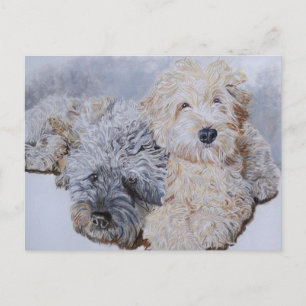 Labradoodles deux cartes postales