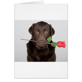 Labrador avec Rose