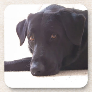 labrador bier onderzetter