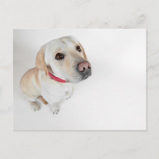 labrador briefkaart (Voorkant)