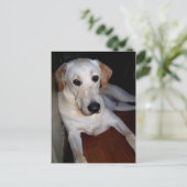 labrador briefkaart (Staand voorkant)