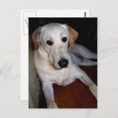 labrador briefkaart (Voorkant / Achterkant)