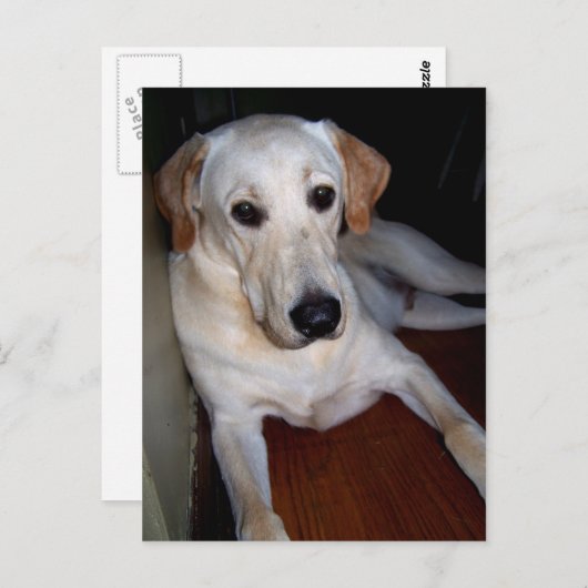 labrador briefkaart (Voorkant / Achterkant)