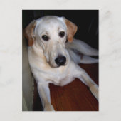 labrador briefkaart (Voorkant)