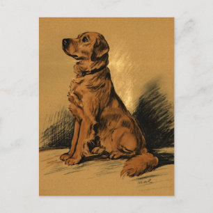  labrador briefkaart