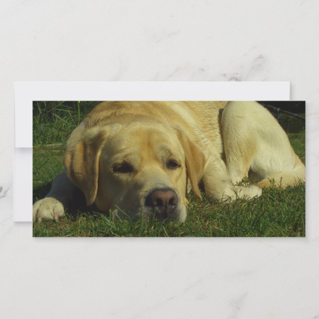 Labrador chilling in het groene gras (Voorkant)