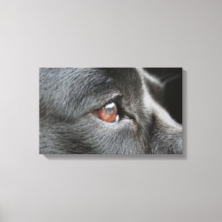 Labrador Close Up Canvas Afdruk