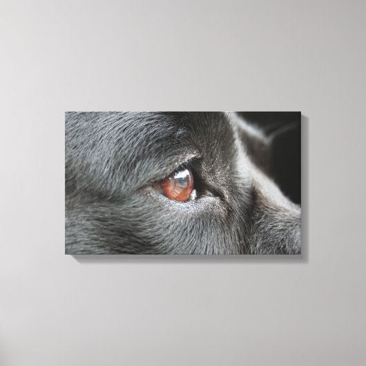 Labrador Close Up Canvas Afdruk (Voorkant)