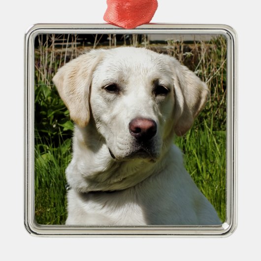LABRADOR DOG METALEN ORNAMENT (Voorkant)