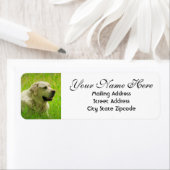 Labrador Dog Return-adres Etiket (Insitu)