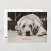 Labrador Dog Vous manquez votre carte postale (Devant / Derrière)