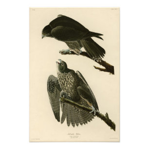 Labrador Falcon uit Audubon's Birds of America Foto Afdruk