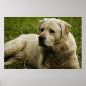 Labrador-foto Poster (Voorkant)
