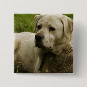 Labrador-foto Vierkante Button 5,1 Cm