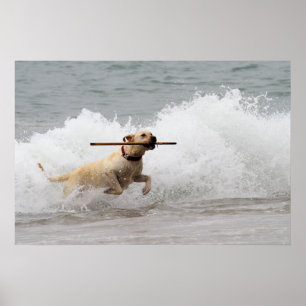 Labrador - Geel - Go Fetch! Poster