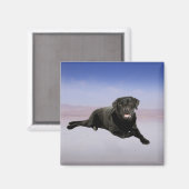 Labrador Hond Zittend op het strand Magneet (Voorkant / Achterkant)