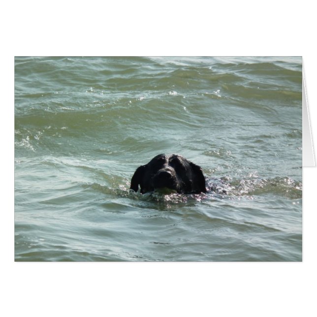 Labrador in de Swim (Voorkant Horizontaal)