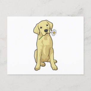 Labrador Madeliefje Briefkaart