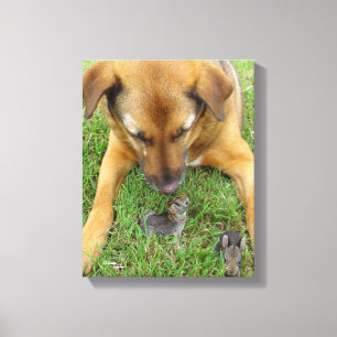 Labrador met rabbits Canvas Print