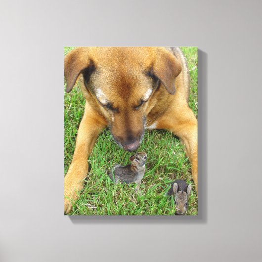 Labrador met rabbits Canvas Print (Voorkant)