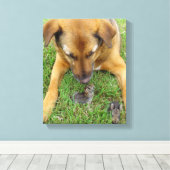 Labrador met rabbits Canvas Print (Insitu (Houten vloer))