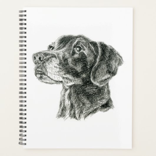 Labrador noir (Devant)