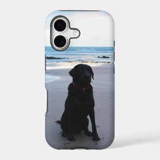 Labrador noir sur une plage