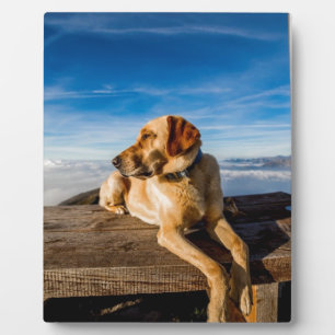 Labrador op het strand fotoplaat
