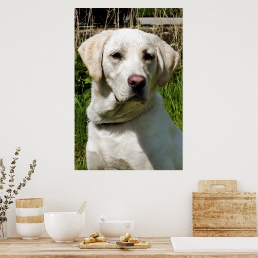 LABRADOR POSTER (Keuken)