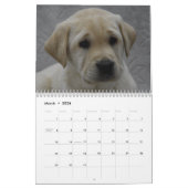 Labrador-Puppies Kalender (Mar 2026)