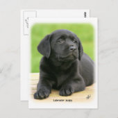 Labrador puppy 9Y267D-109 Briefkaart (Voorkant / Achterkant)
