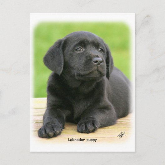 Labrador puppy 9Y267D-109 Briefkaart (Voorkant)