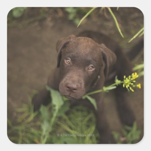 Labrador puppy in gras vierkante sticker (Voorkant)